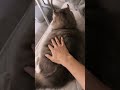 ベッドに来た猫を撫でていると…