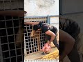 Watch how the boy feeds the lion, you can try this too😩🥺 #foryou#funny#comedy #funnyshorts #trending