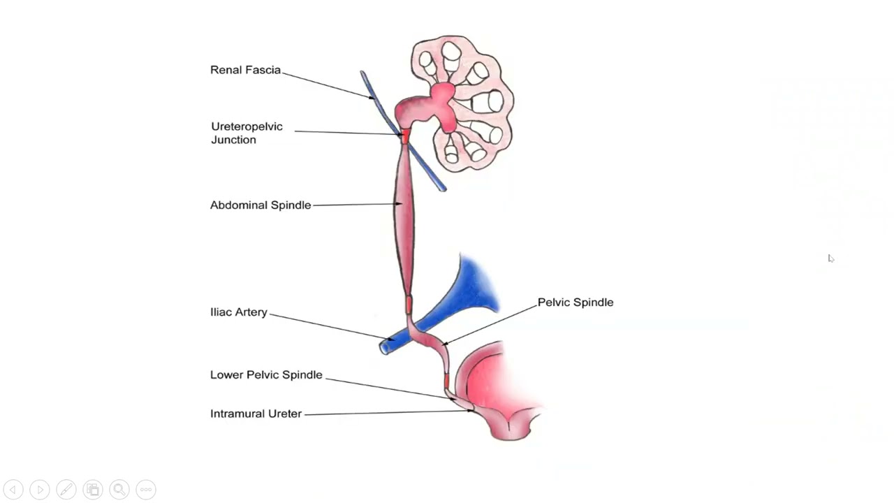Üriner Sistem Ultrasonografi