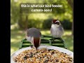 what would you name this bird? #backyardbirds #birdfeeder #birdmaster