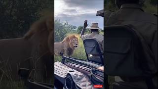When The Safari Guide Greeted A Male Lion