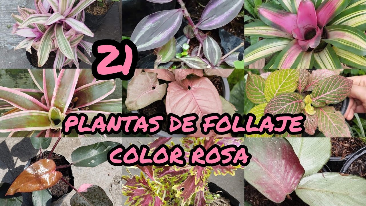 TOP 21 PLANTAS DE FOLLAJE DE COLOR ROSA 🌺¦ LIZZ Y SU VIVERO - YouTube