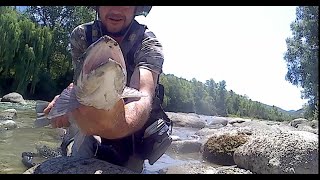 Truchones salvajes 2ª  Pirineo (Aragón .España) al hilo.Wild Big Brown Trout Fishing with 3 Nymphs