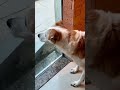 Best Funniest Animal Videos 2022 - Cute Cats  😹 and Funny Dogs 🐶