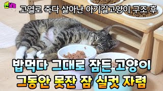 다리를 절뚝거리며 내게 온 아기고양이 구조후 이틀동안의 놀라운 집적응기