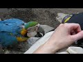 When a rescued parakeet and macaw have a standoff on you