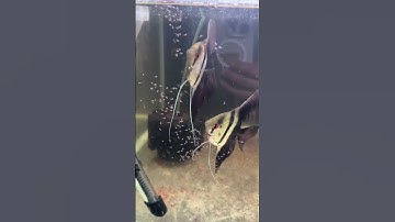 Cá thần tiên bán Nguyệt sinh sản