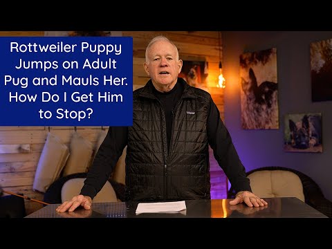 Rottweiler Puppy Jumps on Adult Pug and Mauls Her. How Do I Get Him To Stop?