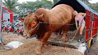 Amazing Cows Transportation | Beautiful Girl Feeding Calves | Big Farming Machines 2022