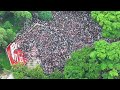 Patriotic Song Dhono Dhanne Student Protest Dhaka Bangladesh 2024 Patriotic Song Dhono Dhanne Student Protest Dhaka Bangladesh 2024