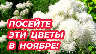 ПОСЕЙТЕ ЭТИ НЕПРИХОТЛИВЫЕ ЦВЕТЫ В НОЯБРЕ! Красивые многолетники из семян, которые украсят ваш сад!