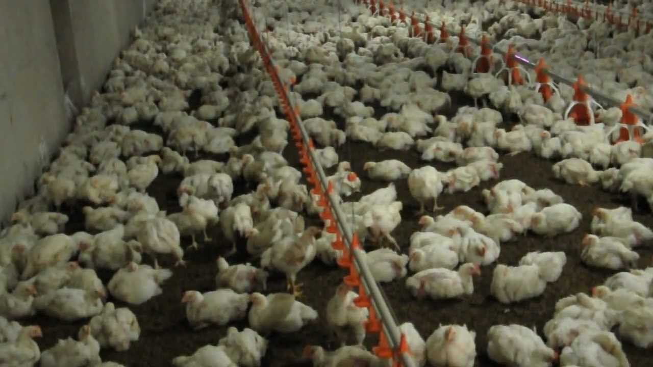 Inside controlled poultry farm YouTube