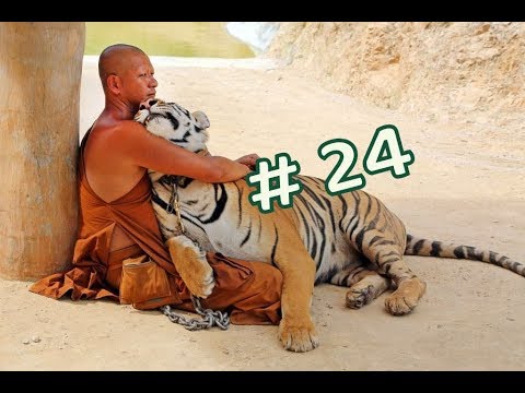 Wideo: Kontrowersyjna Tajlandzka „Świątynia Tygrysów” Zmusiła Się Do Rezygnacji Z Tygrysów
