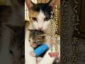 たった1匹生き残った我が子、命をかけた母猫の最後の呼び声 #感動猫動画 #野良猫の現実 #保護猫 #猫の親子