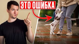 видео: Эти ошибки делают ВСЕ новички — и страдают собаки картинка: Эти ошибки делают ВСЕ новички — и страдают собаки