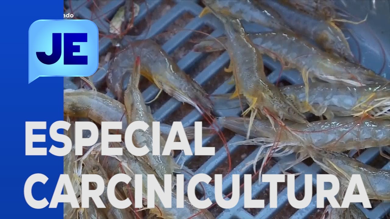 Especial carcinicultura: Sergipe é o quarto maior produtor de camarão do país - Jornal do Estado