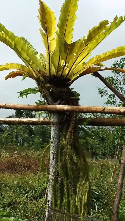 Kembang doa dan bunga parenren