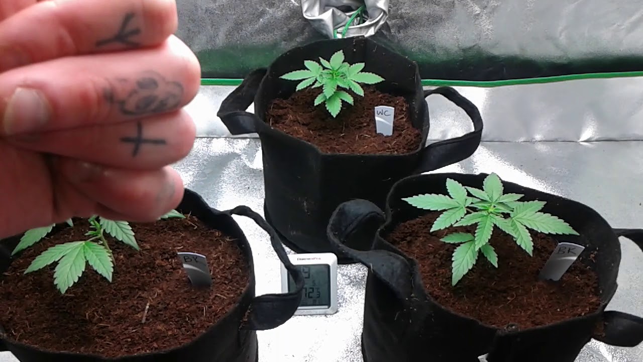 Crop King Seeds Bubba Kush and White Cookies Grow