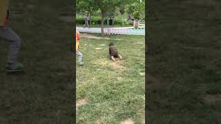 Muhammed Berat In Çimen Oyunu