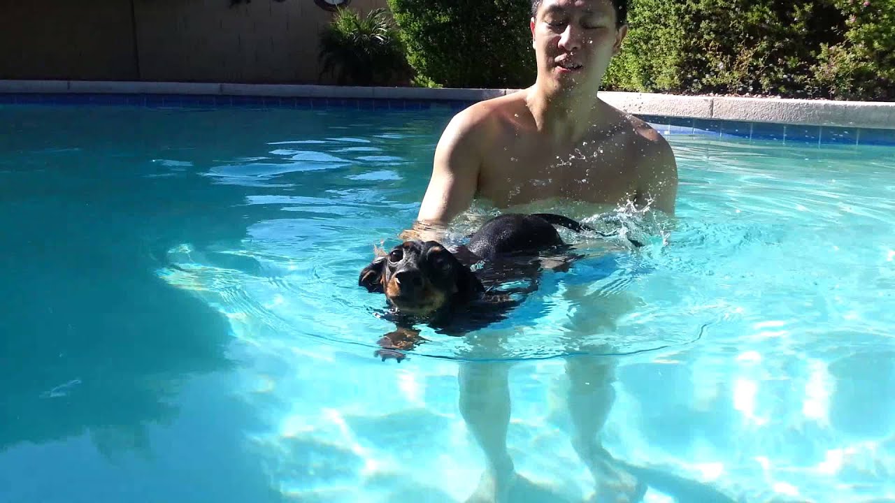 Shadow first dip in the pool - YouTube