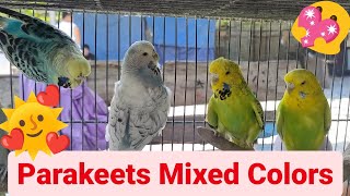 Vlog359 Sunday Of Parakeets 🦜🦜😱🦜🦜 by D4NUC  4VI4RY 1,655 views 13 days ago 21 minutes