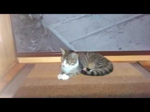 Wideo: Opublikowane Nowe Wytyczne Dotyczące Etapu życia Dla Kotów