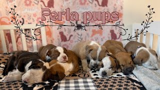 Perla Pups Are Ready To Sleep Right On Your Lap