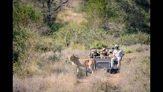 Game Drives & Bush Experiences: Safari Activities at Sausage Tree Safari Camp, Greater Kruger screenshot 5