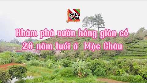 Thăm vườn hồng giòn cổ thụ 20 năm tuổi ở Mộc Châu