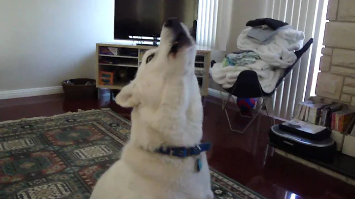 Siberian Husky Howling
