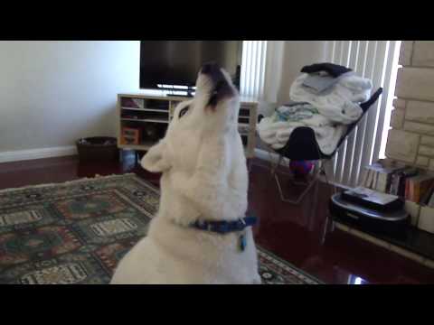 Siberian Husky Howling