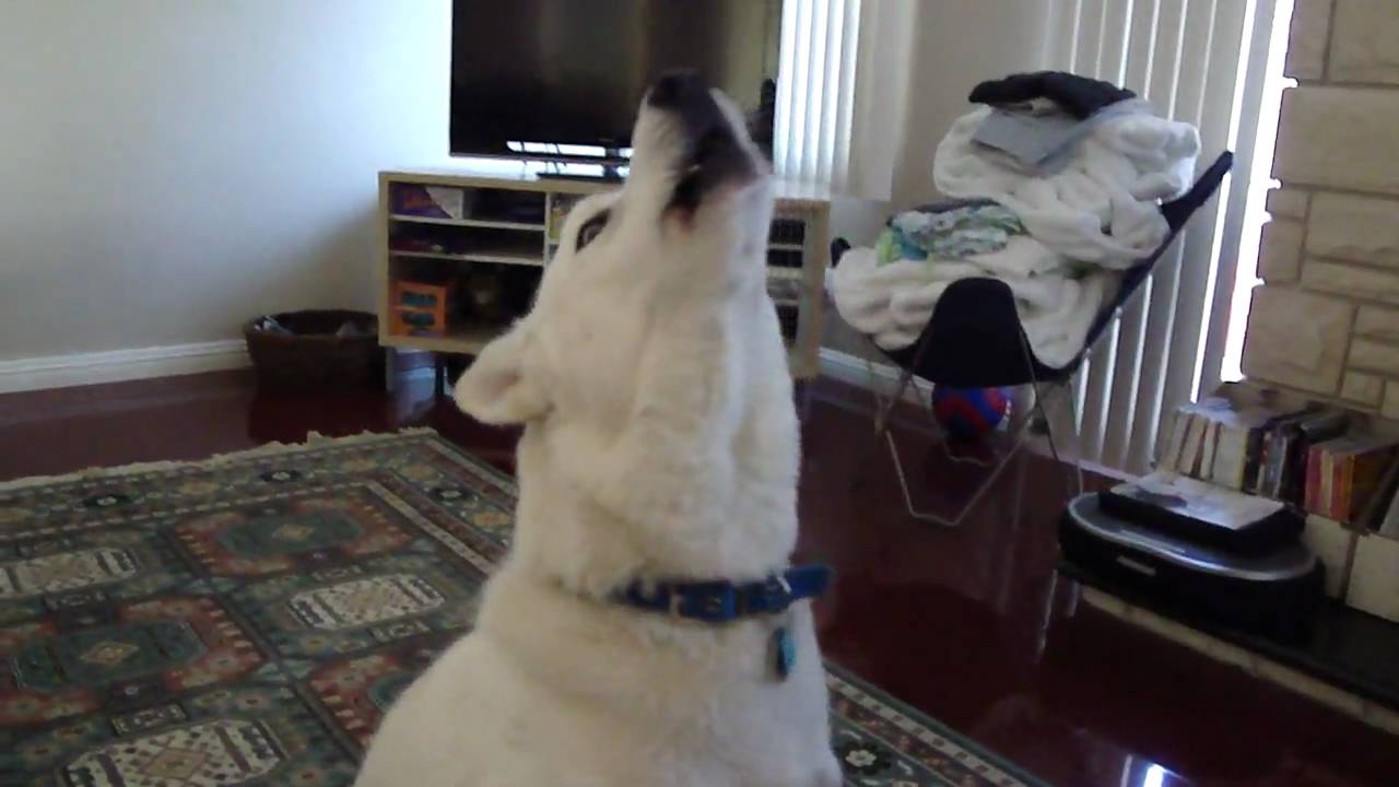 Why do huskies howl?