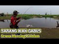 MENEMUKAN SARANG IKAN GABUS YANG KELAPARAN || CASTING GABUS FULL STRIKE