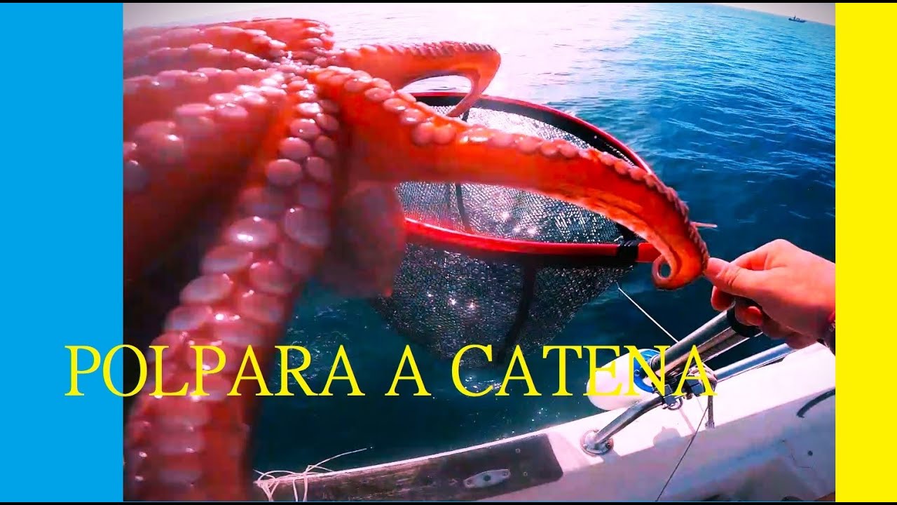 PESCA AI POLPI CON CATENA _ UNA TECNICA MICIDIALE #pesca #fishing_video