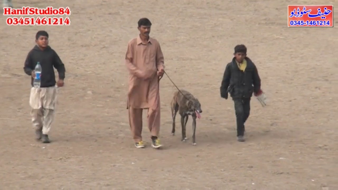 4 Jan 2021 Final country bread Raj pur coursing race