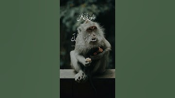 فاصبر إن وعد الله حق | عبد الباسط عبد الصمد #تلاوة_خاشعة #قرآن #قران_كريم