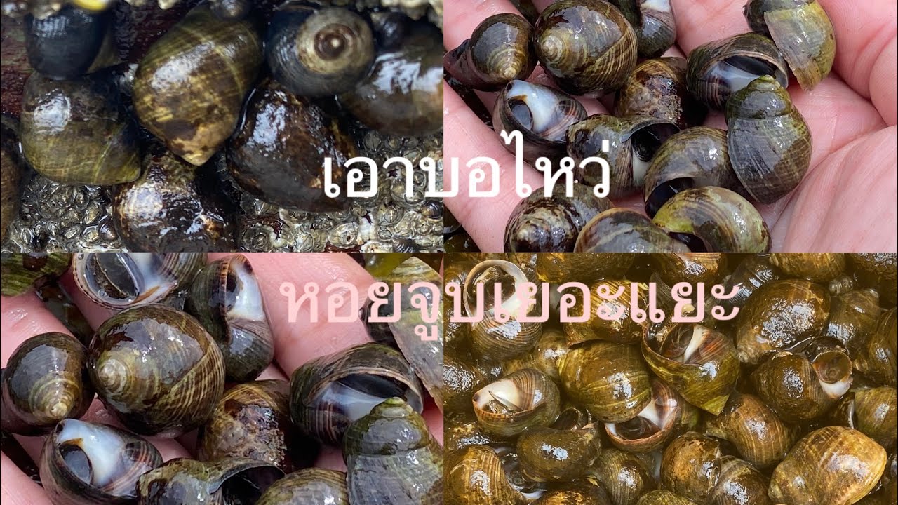 #EP2.เก็บหอยจูบอาเมรีกา//ເກັບຫອຍຈູບອາເມລິກາ!! #สันุกมาก #ชีวิตในต่างแดน #getting #snail from #usa