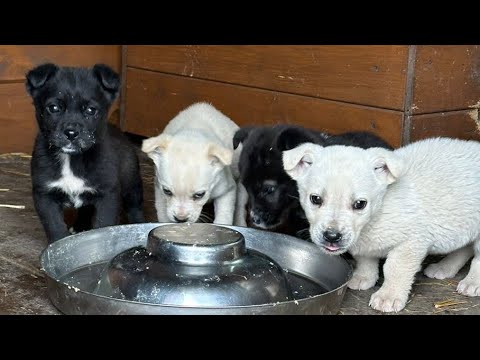 Щенки привыкают к новой жизни у нас дома 