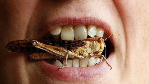 10 Worst Bug Infested Houses