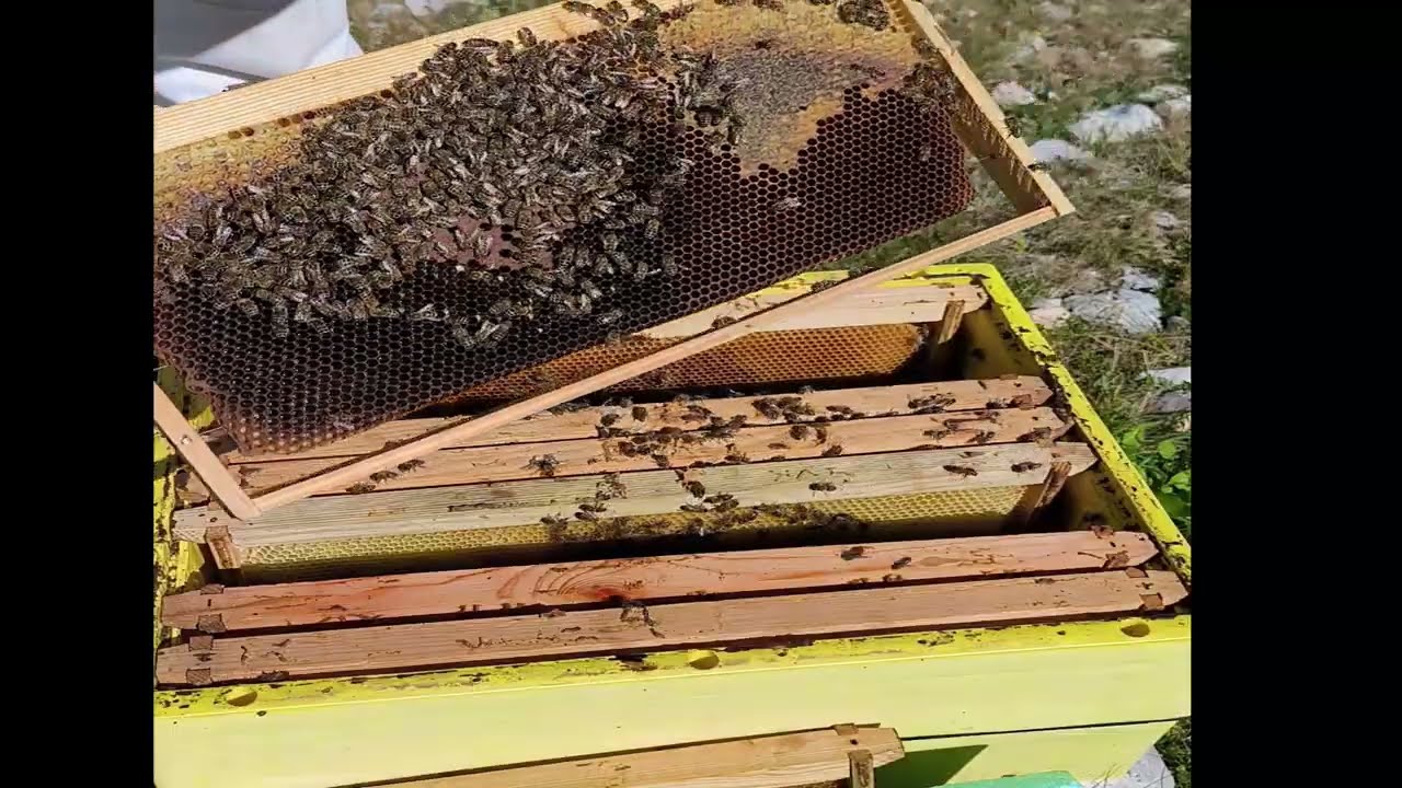 Μελίσσια του Φλεβάρη και ανάπτηξη