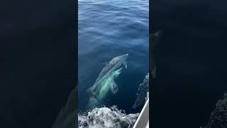 Playful Dolphins Swim with Boat Offshore