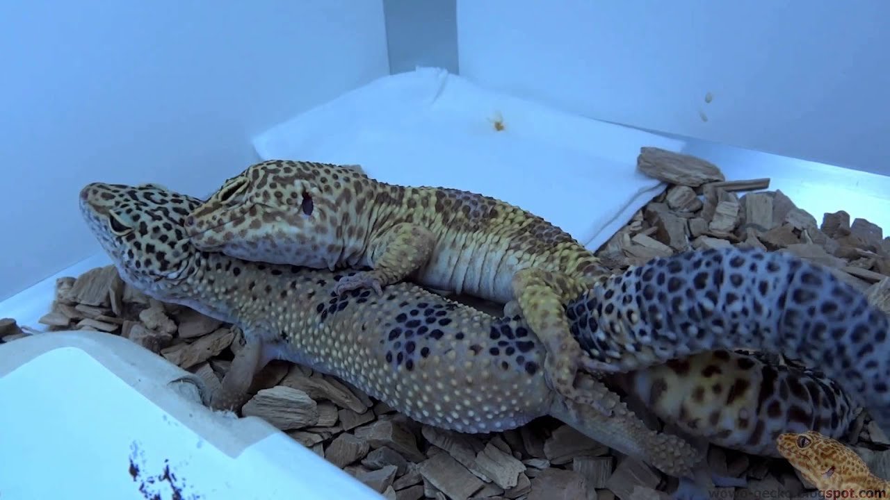 heimchenzucht Leopard Gecko : Female Accept Male - 2013.05.06