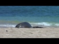 Hawaiian Monk Seal Baby July 3, 2017