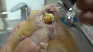 Ele Resolveu Checar Os Dentes Do Hamster, Quando O Animal Abriu A Boca, Ficou Muito Surpreso