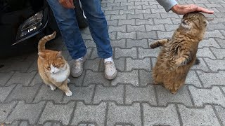 Two cats competing with each other for love