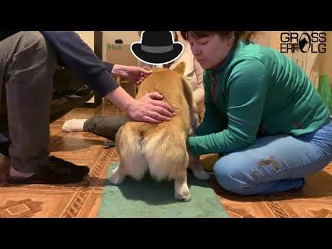 Вязка собак породы Вельш Корги пемброк/Mating dogs of breed Welsh Corgi Pembroke/Скромные молодожены