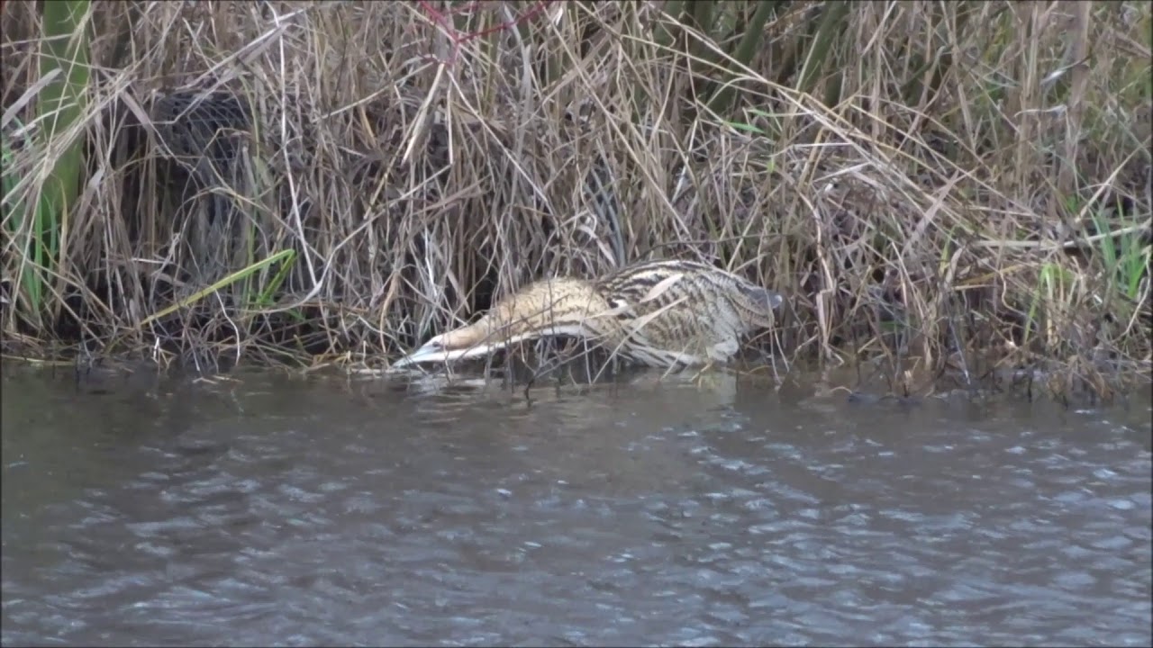 Eurasian Bittern, hunting