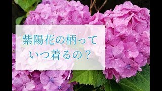 紫陽花柄はいつ着るの？【着付師　咲季】