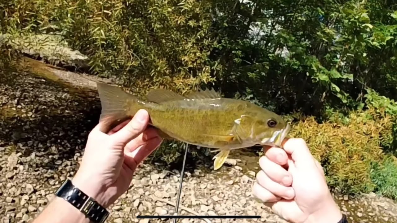ANOTHER DAY TOPWATER BASS FISHING! INDIANA AND OHIO! #smallmouthbass #topwaterfishing #bassfishing