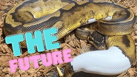 My Future goals/Ball Pythons